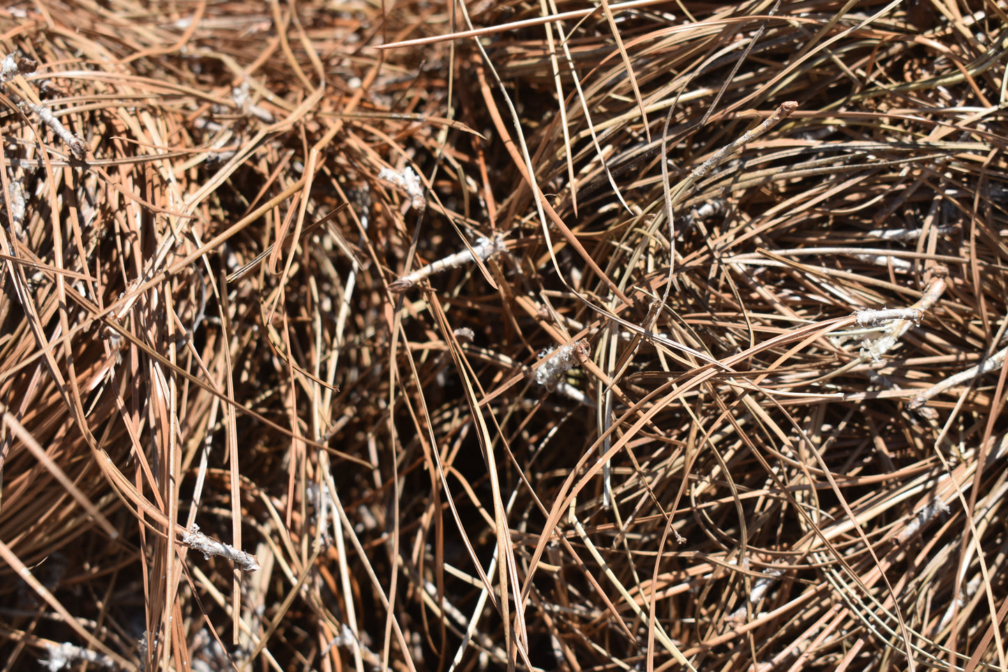 Long Leaf Pine Straw