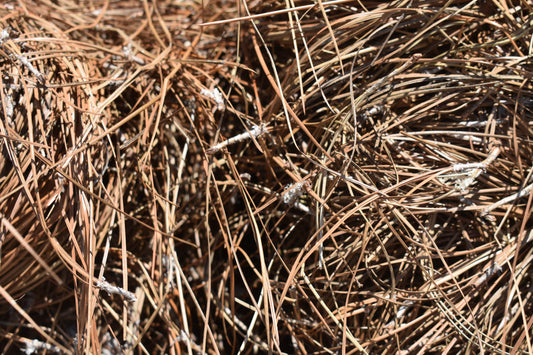 Long Leaf Pine Straw